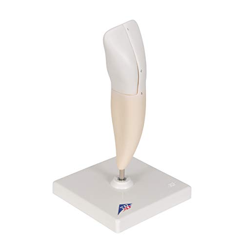 Image of 3B Scientific D10 /1 Lower Incisor 2-part - 3B Smart Anatomy