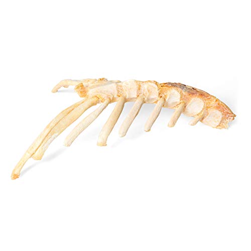 Image of 3B Scientific GmbH T30059 Horse Sternum