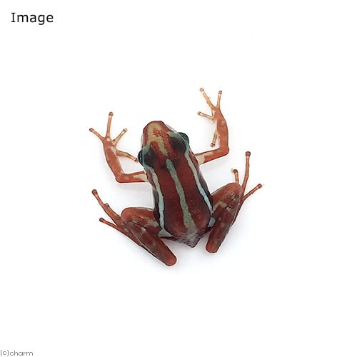 Amazon | （両生類）ミイロヤドクガエル サンタ イザベラ  