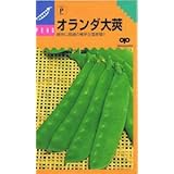 中原採種場 サヤエンドウ オランダ大莢豌豆