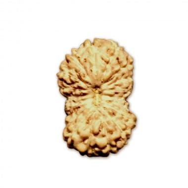 19 Mukhi Rudraksha perles Indonésie Ganesha Arts pour création mala