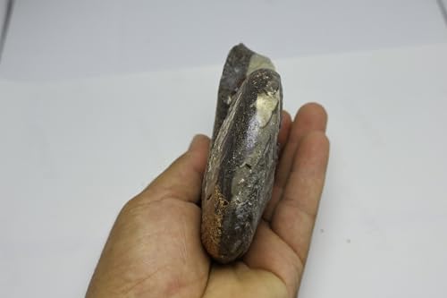 Image of Ammonite Fossil Cretaceous Fossils Fossils from Morocco Fossil Rock Ammonites Fossil A301