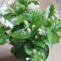 FARMERITY Charming Gronhus Live White Mogra/Jasminum sambac/Arabian Jasmine Flower Plant Evergreen Live Plant Bel Full (pack of 1)