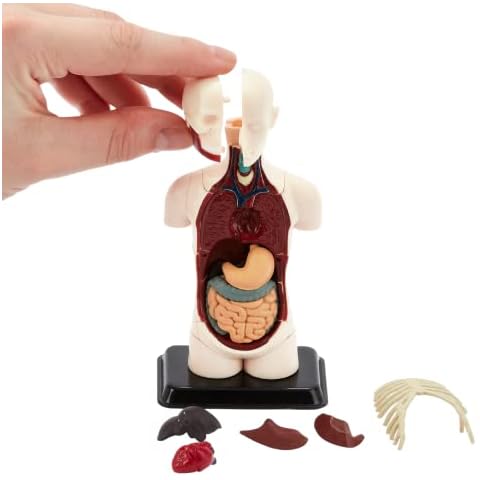 Human Anatomy Model | 32 Piece Human Body Puzzle | Perfect For Anatomy Study | Build Your Own Anatomy Museum | Torso Anatomy Model For Learning | Great Gift For Nurse, Dentist, Medical Students Cover