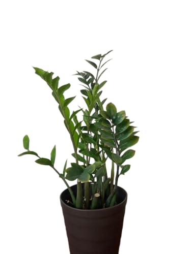 観葉植物 ザミオクルカス」の人気商品一覧・価格比較 - 価格.com