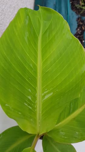 Musa sikkimensis x balbisiana 'Dajiao' / Bananier à fruits comestibles/Conteneur de 1 à 1.9 litres