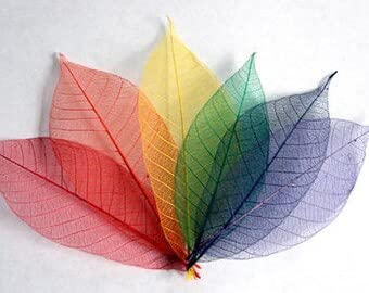 Skeleton Leaves, Pack of 40 pcs of Multi Colors 50cm Large Size Scrapbook Craft, Event Wedding Decoration, DIY Craft, Bouquets, Seasonal Gift Large Leaves