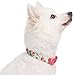 Blueberry Pet Floral Rose Print Turquoise Dog Collar - Adjustable Medium Dog Collars for Small Dogs & Puppies, Neck 14.5