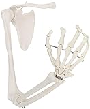 Anatomie-Modell, montierter Lebensgröße anatomischer Arm, menschliches Skelettarmmodell beinhaltet alle Armknochen plus Clavicle, Scapula und artikulierter Handknochen Compatible with die Schule, Bild