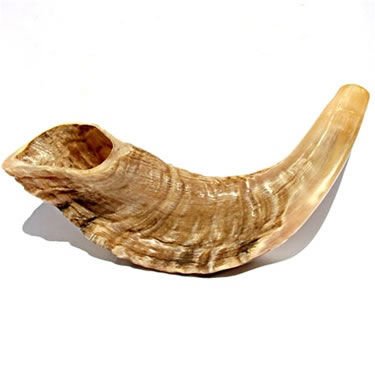 Ram's Horn Shofar Koscher, 29,2 cm, Naturweiß