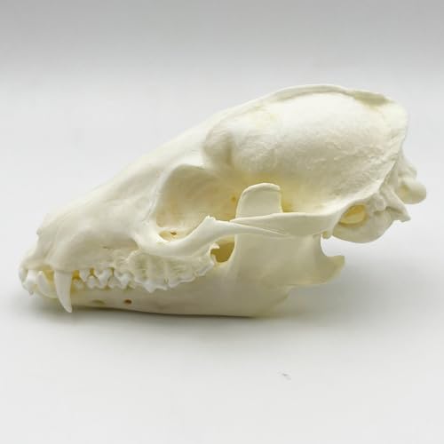 Image of Taxidermy Real Animals Skull Decor - Model Animals Bones Specimen,Taxidermy Supplies for Science Education,Collection (Raccoon)