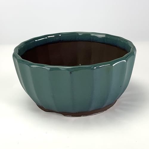 菊 ミニ鉢 セットギフト（5号&times;3）