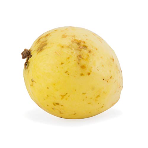 Guava Conventional