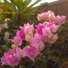 Image of Rare Bougainvillea Live Flower Plant || Healthy Live Plant with Grow Bag & Secure Packing || Beautiful Flower Garden Decoration (2in1)