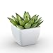 kdelicate Artificial Succulent Assorted Decorative Faux Succulent Fake Plants with White Ceramic Pots -Pack of 6