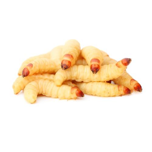 Bienenmaden | lebend | 250 Stück | Wachsmaden | Angelköder | Lebendköder | Futterinsekten | Lebendfutter