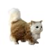Pelz echte Haustiere Tiere, 12 x 6 x 12 cm realistische Katze, kleine Kuscheltiere, Katzen Kuscheltierspielzeug, pelzige Plüschkatze Kinderspielzeug, lebendige Plüschkatze für Foto-Requisiten