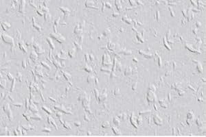 Erfurt Rauhfaser Classico Tapete 1 Rolle