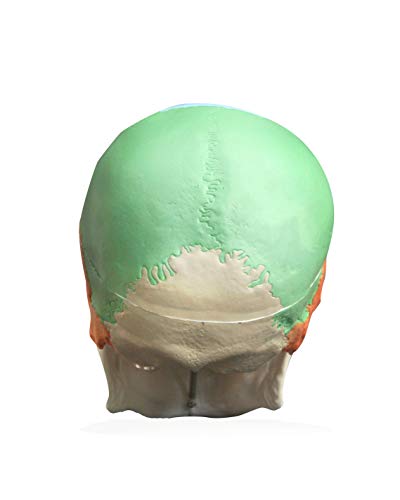 Image of VAL218 Colored Human Skull | 3parts, Life-Size | Contrasting Colors to Distinguish Various Bony Plates | Sectioned Skull Cap, Joints, Fissures and Processes | W Manual