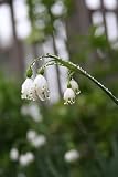 Leucojum aestivum 'Snowflakes' / 10 Heirloom, Healthy, Fresh, Adaptable Spring-Blooming Bulbs with Bell-Shaped Blooms by The Southern Bulb Company