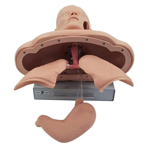 Human Training Simulator, Adult Intubation Anatomical Teaching Model, with Alarm Function, Intubation Human Model for Teaching and Research
