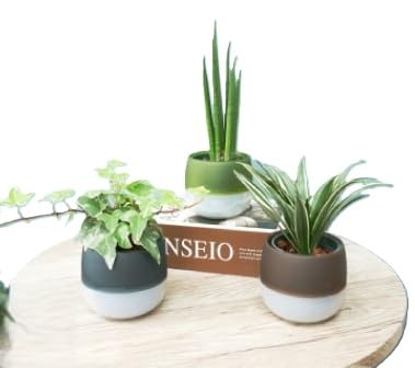 キュートビビアースカラー3個セット(オススメの観葉植物でお届け)