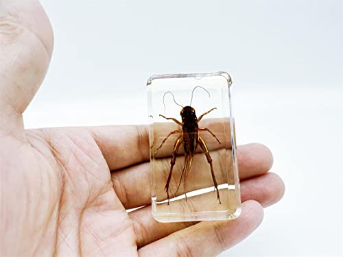 Image of Assorted Styles of Beetle and Insect Specimens, Clear Amber Resin Material Ideal for Kids' Science Education, Collecting, and Home Decoration 2.4″*1.4″*0.7″ (No.45)
