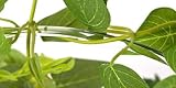 Candle Name Manual Plant
