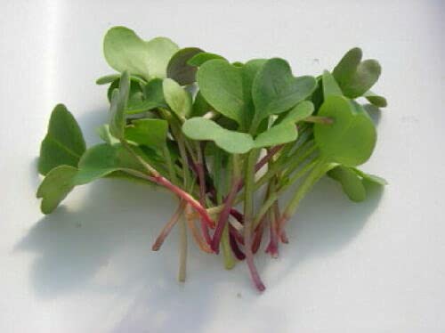 Radish (China Rose) Seeds - Microgreens Seeds Micro Radish Pink stem x1250 seeds Cover