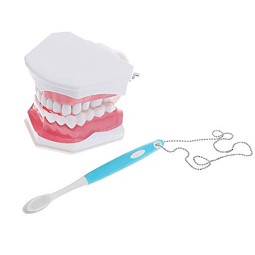 Teeth Early Education Model with Toothbrush, Dental Demonstration Kid Teaching Teeth Models, Removable Lower Teeth Model for Child Study