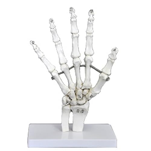 Image of Anatomical Joint Models Set, 6 Pieces Human Skeleton Display with Hand, Foot, Shoulder, Elbow, Hip, Knee, Medical Teaching Display (Hand Joint)