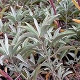Graines De Plantes De Sauge Blanche Salvia Ensemble De 100 Pièces