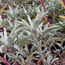 Graines De Plantes De Sauge Blanche Salvia Ensemble De 100 Pièces