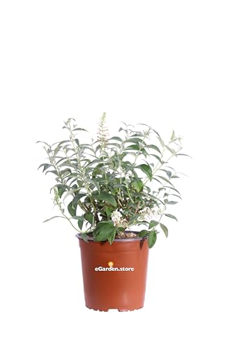 Pianta di Buddleja Davidii Albero delle Farfalle pianta da esterno pianta da fiore pianta ornamentale pianta vera venduta da eGarden.store (Buddleja Davidii White)