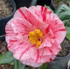 Camellia Japonica Rebel Yell I 1 Extra Large 3 Gallon Plant I White and Pink Stripe Flowering Lush Pink Blooms, Live Plant for Gardens & Patios