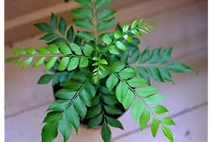 Curry leaf plant, curry tree, Karivepaku tree 80 Seeds for Planting