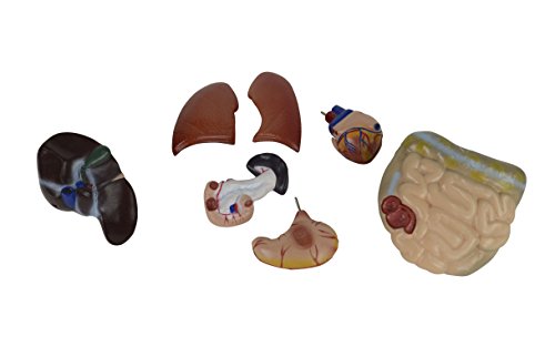 Human Anatomy Model - 17"/ 43cm Human Torso Model - Human Body Model with 13 Removable Organs Including Quick Reference Anatomy Guide. Hands-on Learning for Anatomy Students and Teachers