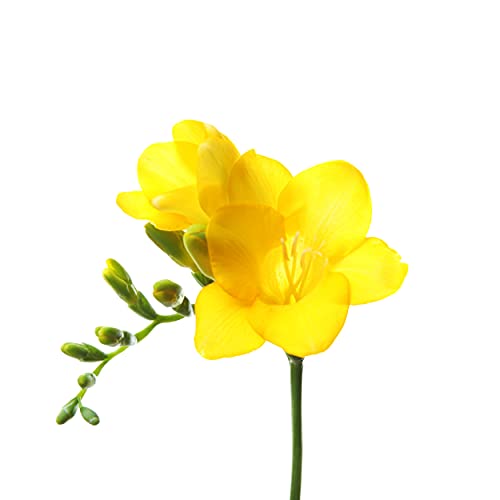 Easy to Grow Freesia Single Yellow 15 Plant Bulbs - Fragrant Yellow Flowers in Spring, Full to Partial Sun Outdoor Zones 9-11