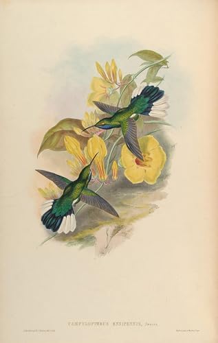 Toile d'art abstrait grand format 60x90cm avec impression haute définition oiseau John Gould