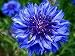1000 TALL BLUE BACHELOR'S BUTTON /CORNFLOWER Centaurea Cyanus Flower Seeds