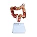 Human Body Anatomy Colon Model: Anatomy and Physiology Study Tools, 3D Human Anatomy Model, 1:1 Life-Size Colon Pathology Model, Digestive System Large Intestine Anatomical Study Model, Colon Model