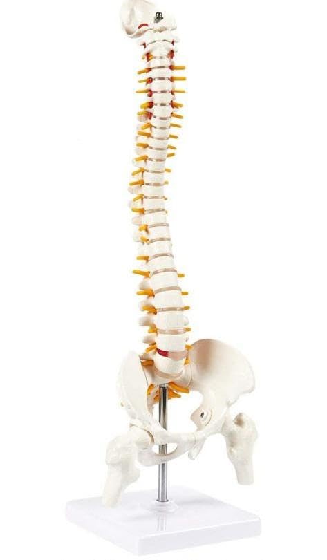 E-MEDI-Mini Spinal Cord Model Vertebral/Spinal Column Model (B0CG264FPW) Amazon Price History, Amazon Price Tracker