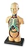 Learning Resources Modelo Anatómico Cuerpo Humano, Ages 8+, Maqueta de Anatomía Infantil con 31 Piezas, Aprendizaje Práctico sobre Órganos y Sistemas del Cuerpo, Incluye Guía Educativa y Soporte #3