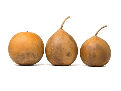 Box of 3 Dried Cannonball Gourds - 5