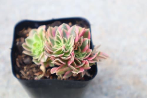 �����A�� �A�G�I�j�E�� �s���N�E�B�b�`�ԉ�