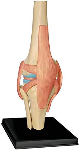 Model Kolanowy Model Anatomii Ludzkiej Narządy Edukacji Medycznej Modelowy Model Medyczny I Materiałowy