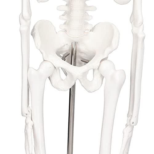 Image of PVC Mini Skeleton Model with Movable Arms Legs and Stand