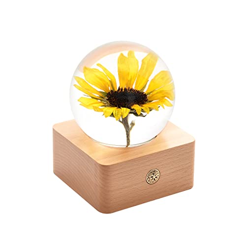 MISS LI GARDEN Arikara Sunflower in Crystal Ball Gift for