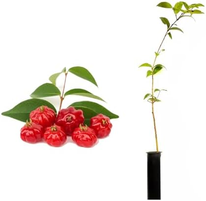 Muda de Pitanga Vermelha 20 a 40cm AMK - Plantas Online