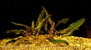 Maalavya Live Aquarium Aquatic Plant Cryptocoryne Axelrodi Live Plant With Pot (B0BPPM5D46) Amazon Price History, Amazon Price Tracker